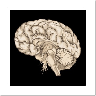 Brain human anatomy vintage mental Posters and Art